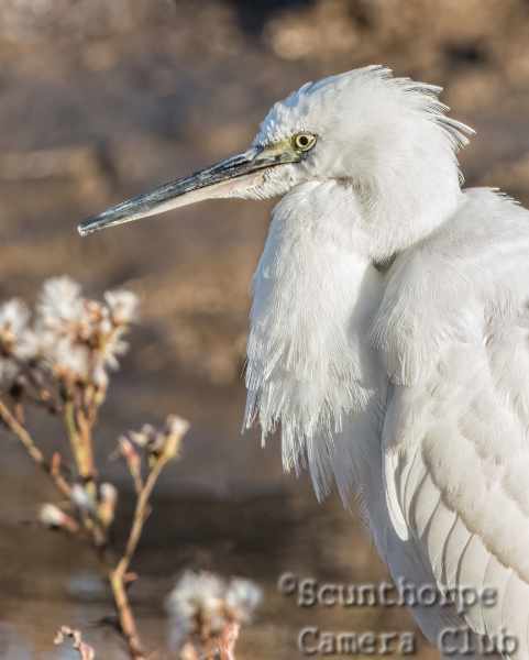 little egret, watching  